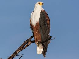 African fish eagle Kenya Uganda